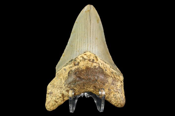 Fossil Megalodon Tooth - North Carolina #109688